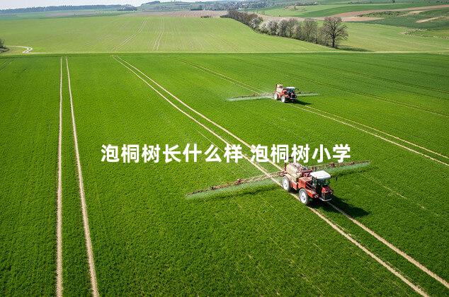 泡桐树长什么样 泡桐树小学